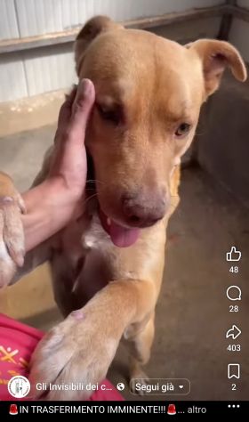 Il dolce Freesby cerca casa cane in adozione - Foto 4