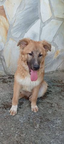 Tonino cucciolo - Foto 2