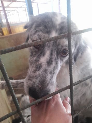 KIM 2 ANNI CIRCA TAGLIA GRANDE E’ IN CANILE - Foto 4