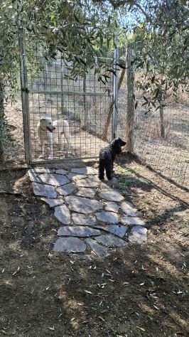 Pensione cani - Foto 7