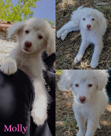 Cucciole dolcissime in cerca di famiglia - Foto 4