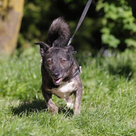 FLASH, 6 ANNI, TAGLIA MEDIO PICCOLA, RINCHIUSO DA TUTTA LA VITA IN CANILE - Foto 4