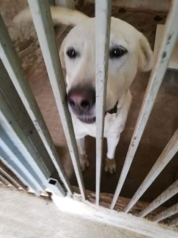 HOTSPOT GIOIOSO AFFETTUOSO SOCIEVOLE, CAGNOLINO IN ADOZIONE - Foto 3