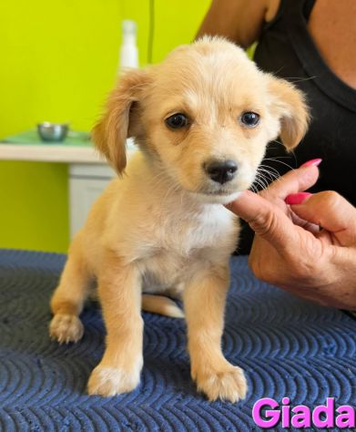 GIADA,cucciola mix volpino breton