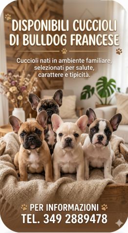Femminuccia bulldog francese
