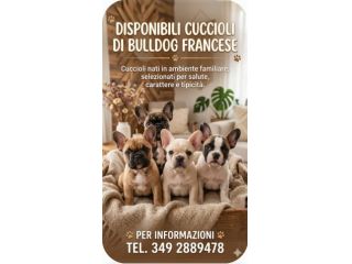 Femminuccia bulldog francese