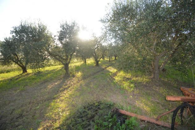 Seminativo in vendita a Grosseto