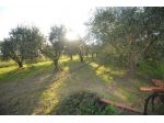Seminativo in vendita a Grosseto