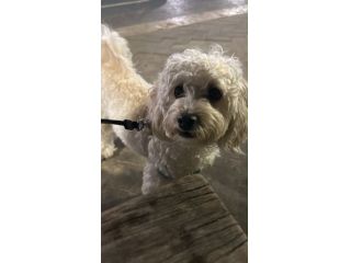 Cercasi Barboncina Toy o maltipoo per accoppiamento con splendido Maltipoo