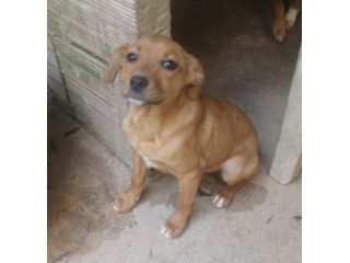 DORA, cucciola fulva e coccolona