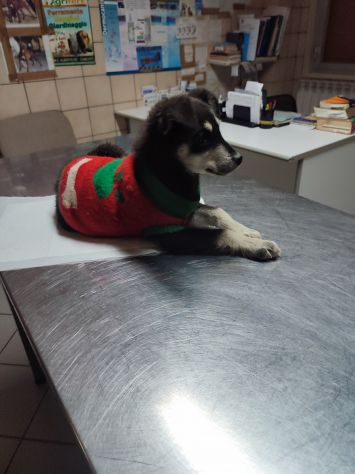 Regalo cucciola incrocio pastore tedesco - Foto 6