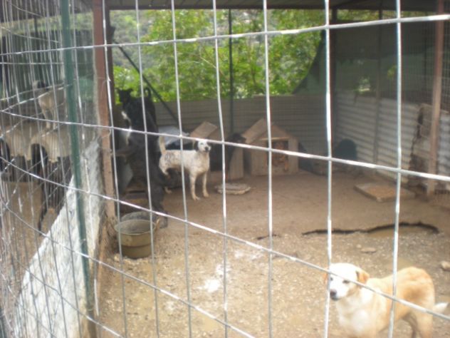 TIMY E PRINCESS, due dolcissime cagnoline taglia piccola - Foto 5
