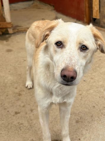 VERONIQUE UN VERO TESORO CAGNOLINA IN ADOZIONE - Foto 3
