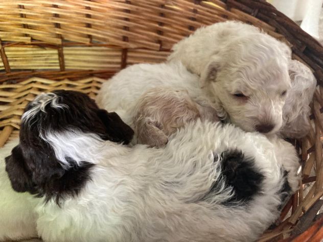 Cuccioli di Lagotto Romagnolo - Foto 3