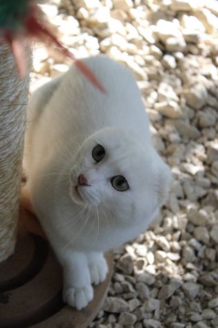 Meringa gattina , adozione del cuore - Foto 5