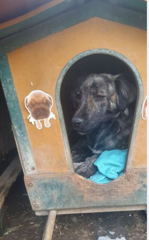NATIA, dolcissima cagnolina - Foto 5