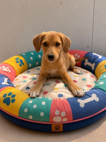 Regalo cuccioli taglia medio piccola - Foto 3