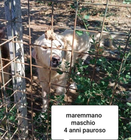 CANI IN ADOZIONE URGE AIUTARLI - Foto 4