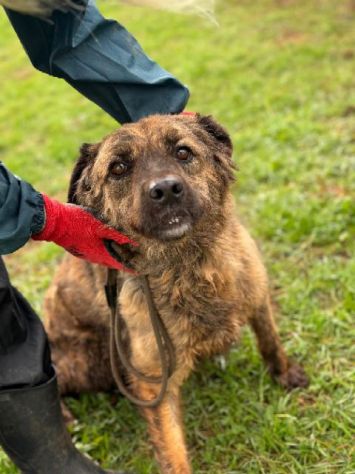 TOBY un mondo da scoprire, CANE IN ADOZIONE - Foto 5