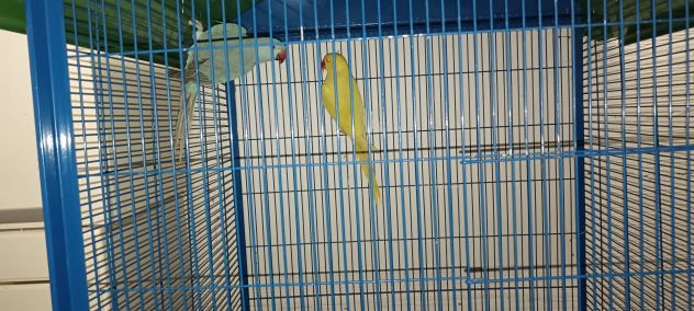 coppia parrochetti collare più voliera grande - Foto 4