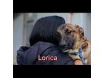 LORICA E CAVALIERE CUCCIOLI IN ADOZIONE