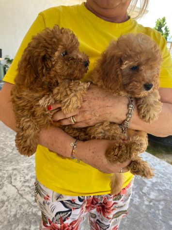 Cuccioli di Barboncino - Foto 3