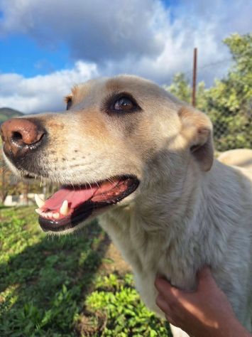 CORBINA MAGNIFICO CARATTERE CANE IN ADOZIONE - Foto 3
