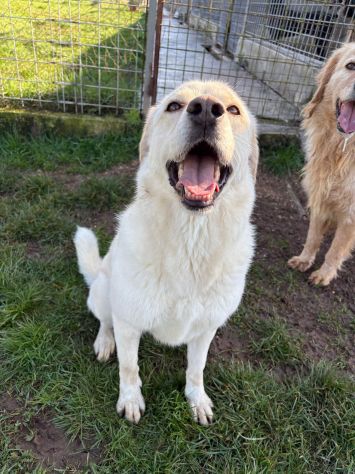 Lady simil Labrador