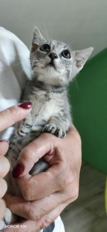 Perla, dolce gattina cerca casa - Foto 5