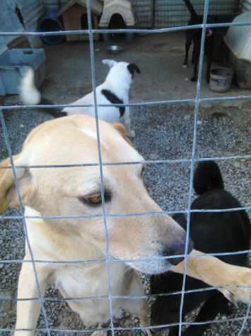 ADAMO, splendido mix labrador - Foto 5
