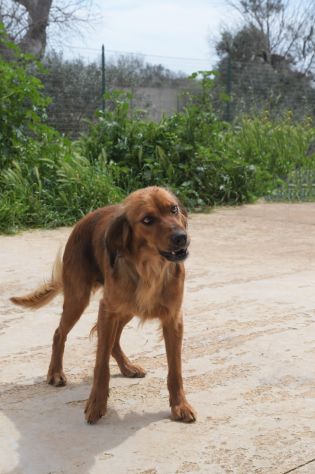 Aki il piccoletto in cerca di casa - Foto 5
