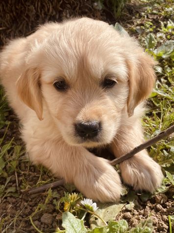 Cuccioli di Golden Retriever - Foto 2