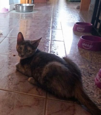ZELDA, tenera gattina da adottare! - Foto 4