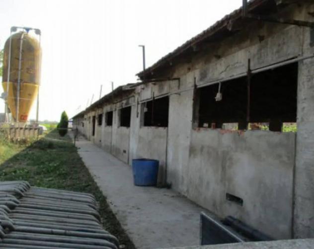 Immobile in asta di 7899 m² in vendita a Pieve del Cairo - Foto 2