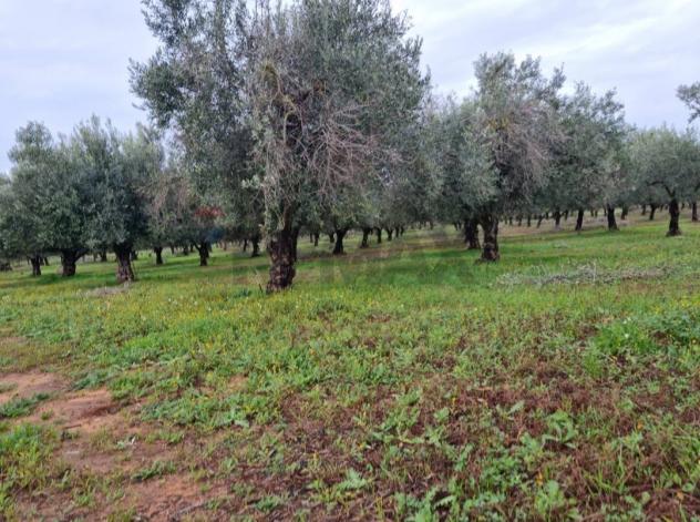 Terreno in vendita a Vittoria