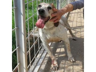 JOLLY, cagnolino in cerca di casa