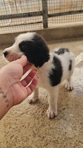 Rino: 2 mesi taglia contenuta - Foto 5