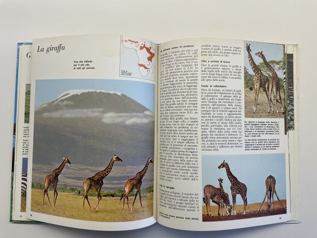Gli animali e l'ambiente, La prateria e la savana, F. Colombo, 1974 - Foto 5