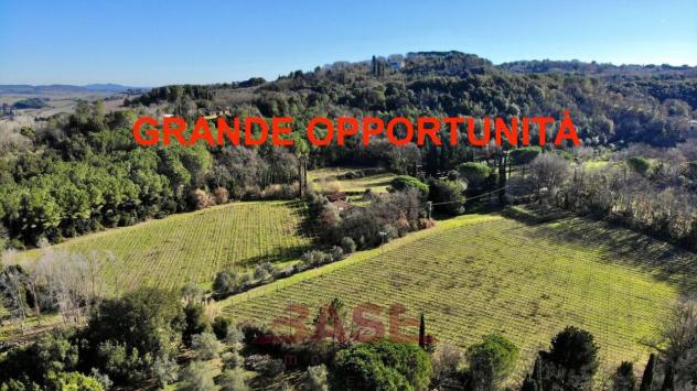 Azienda Agricola in vendita a Montescudaio