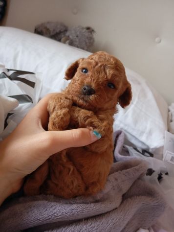 Cuccioli di Barboncino Red Toy - Foto 5