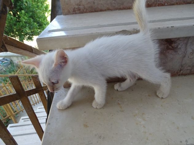Gattini - Foto 2