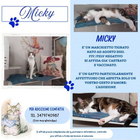 MICKY, adorabile micino da adottare! - Foto 2