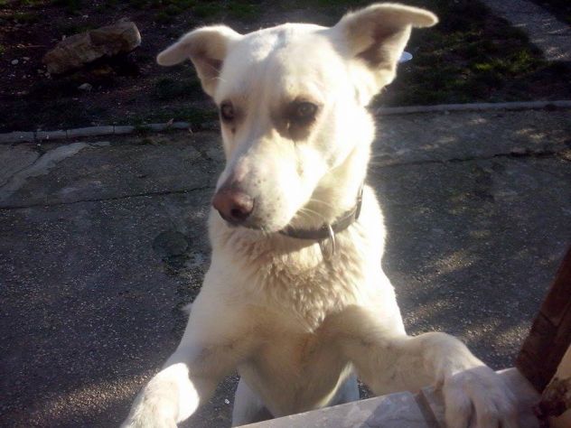 GIGI, labrador gigante - Foto 4