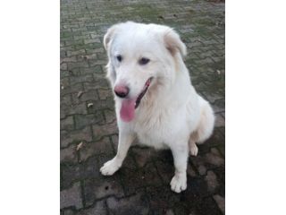 Maremmano  4anni ama stare all aperto,chi ha posto x lui? CALABRIA