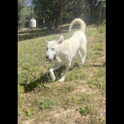 HOTSPOT GIOIOSO AFFETTUOSO SOCIEVOLE, CAGNOLINO IN ADOZIONE - Foto 5