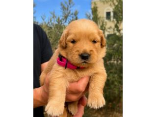 golden retriever americano