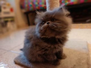 Cucciolo persiano blu