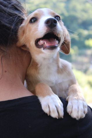 Piccola Dolly, cucciola cerca famiglia - Foto 6