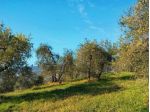 Terreno agricolo in vendita a Martignana - Empoli 30000 mq  Rif: 1411258