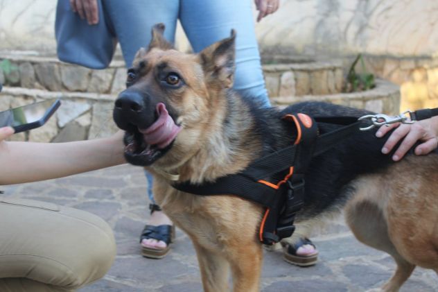 Pastore Tedesco 2anni e 1/2 scartata xchè CIECA E SORDA ma autonoma !! SICILIA - Foto 3
